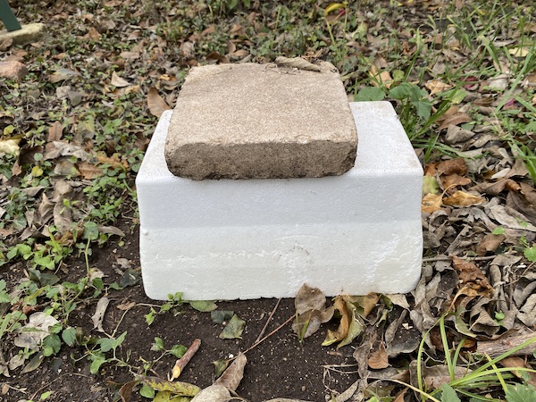 Freeze Damaged Bougainvilleas in a greenhouse.