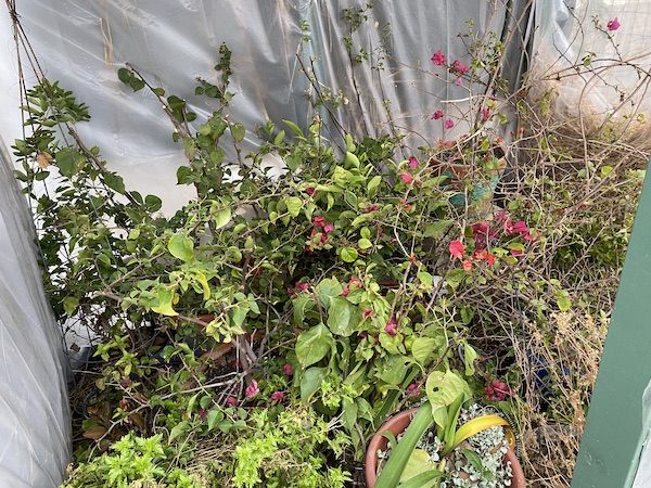 Freeze Damaged Bougainvilleas in a greenhouse.