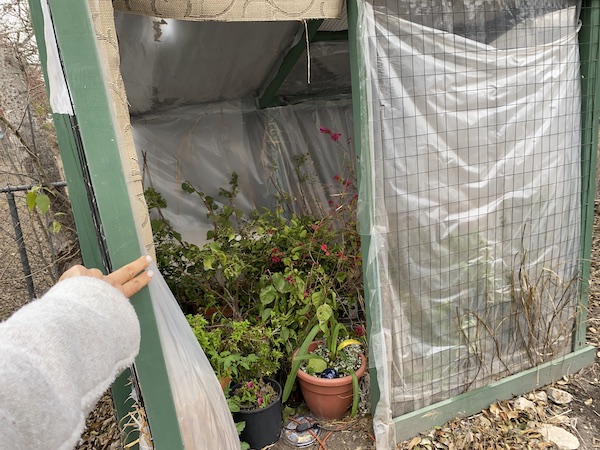 Freeze Damaged Bougainvilleas in a greenhouse.