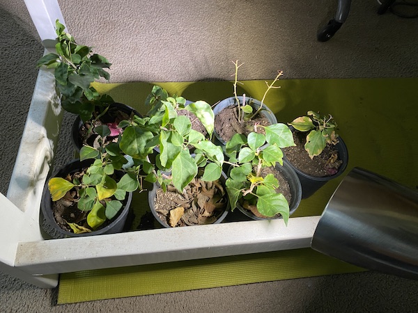 Freeze Damaged Bougainvilleas in a greenhouse.