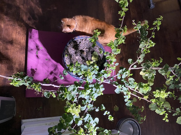 Bougainvillea and cat.