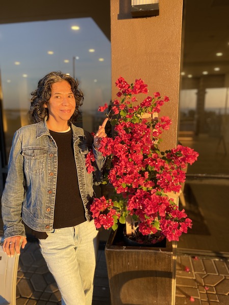 Bougainvilleas in Galveston, Texas.