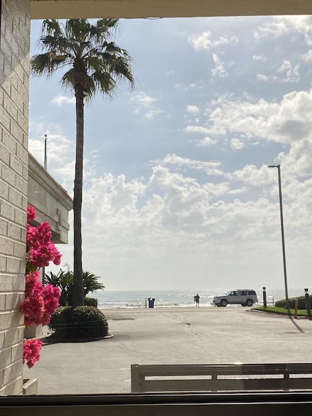 Bougainvilleas in Galveston, Texas.