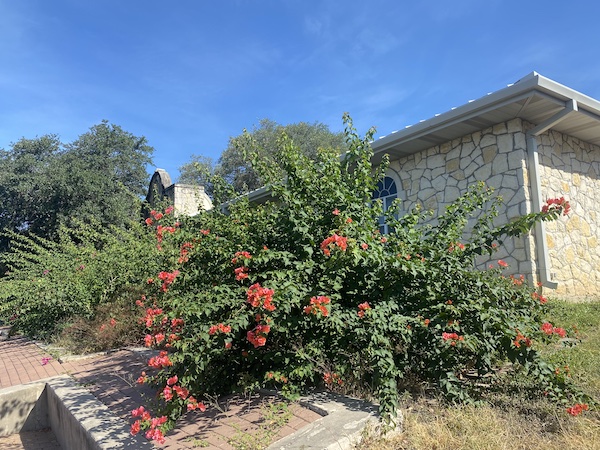 Bougainvilleas in August.