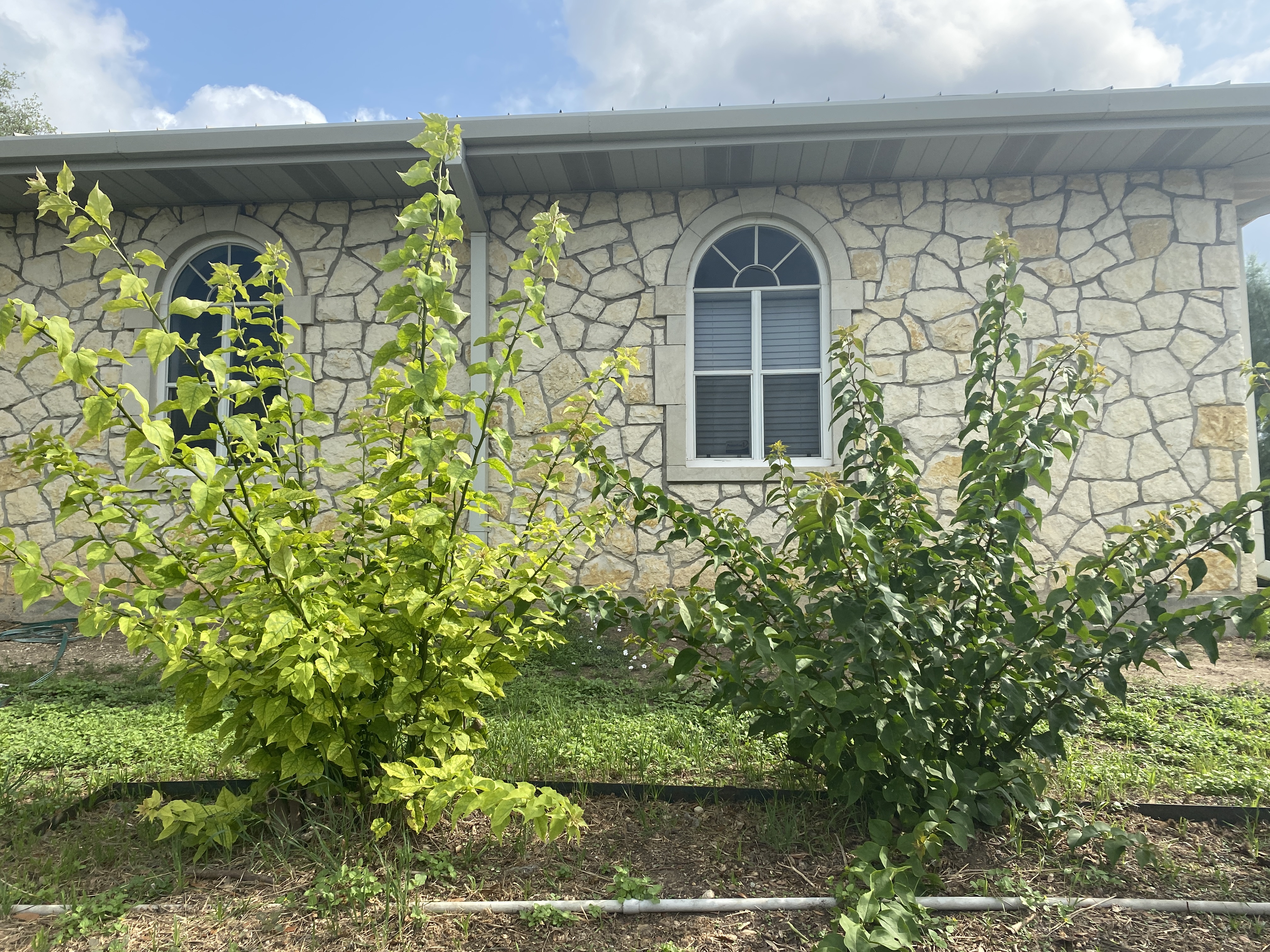Bougainvilleas in the ground.