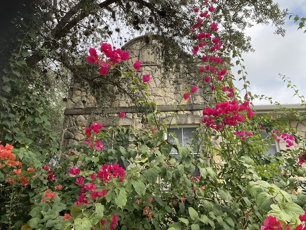 Bougainvilleas in November.